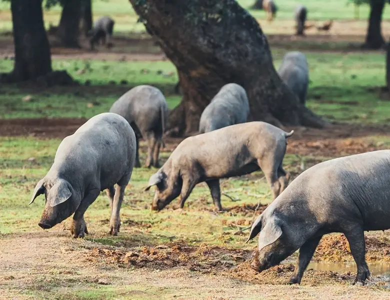 JAMON IBERICO SIN NORMA ZXL - Imagen 2